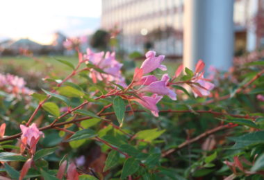 Photo Club_S1_Tae.O_駐輪場の前に咲く花
